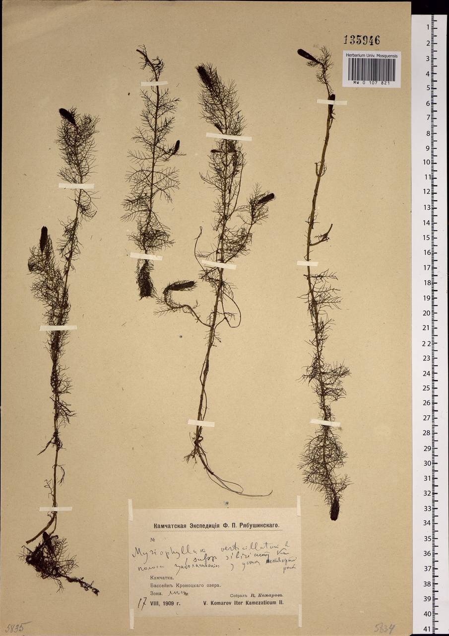 Myriophyllum sibiricum Komarov, Siberia, Chukotka & Kamchatka (S7) (Russia)