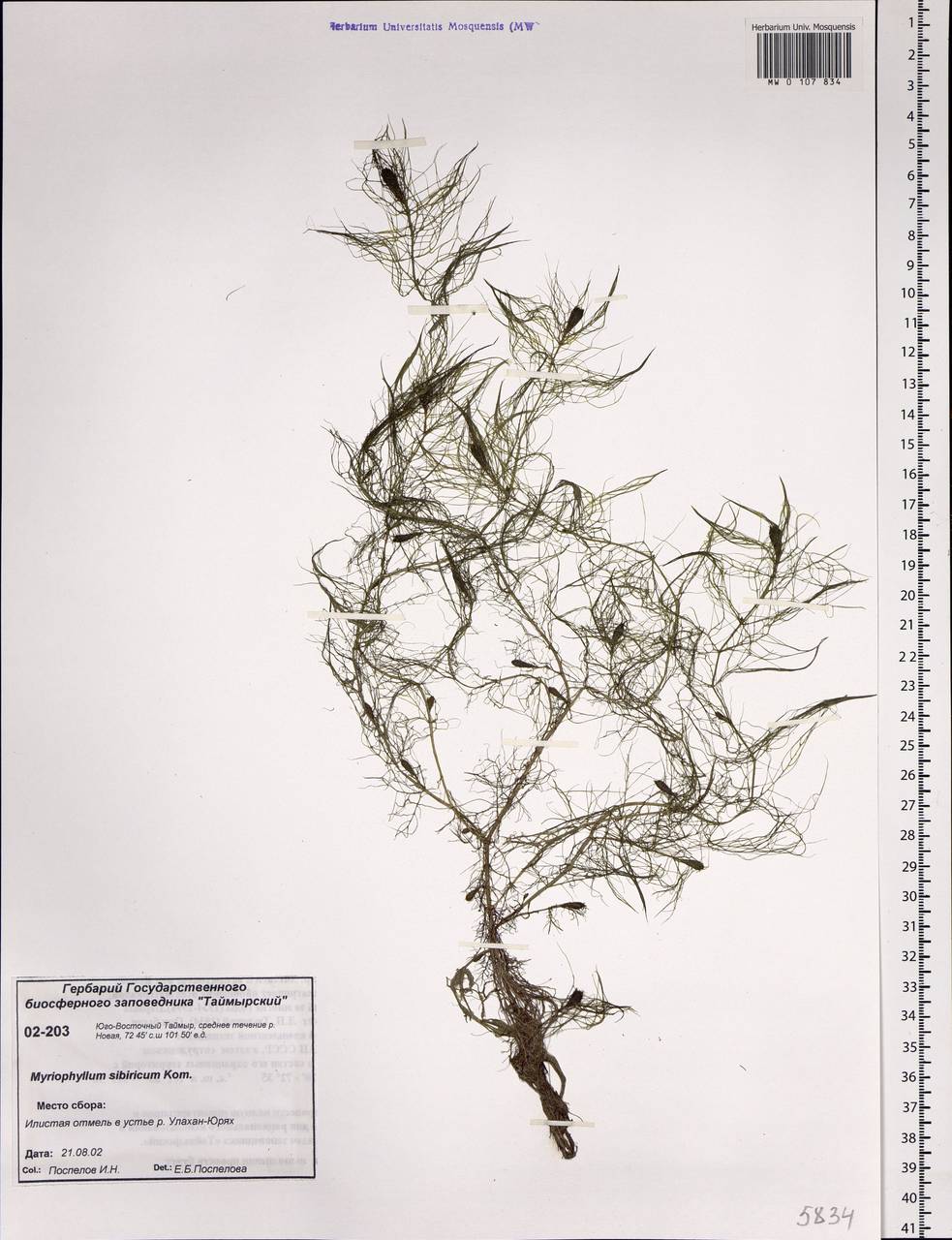 Myriophyllum sibiricum Kom., Siberia, Central Siberia (S3) (Russia)