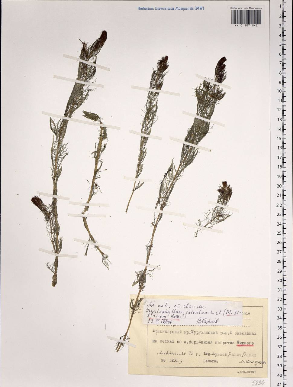 Myriophyllum sibiricum Komarov, Siberia, Central Siberia (S3) (Russia)
