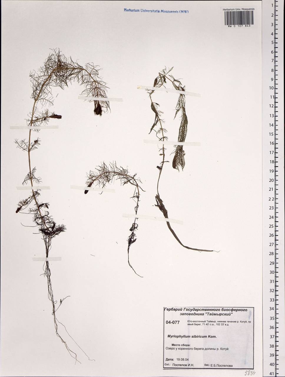 Myriophyllum sibiricum Kom., Siberia, Central Siberia (S3) (Russia)