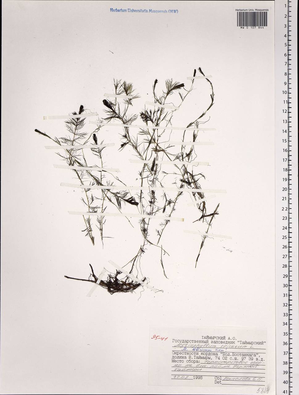 Myriophyllum sibiricum Kom., Siberia, Central Siberia (S3) (Russia)