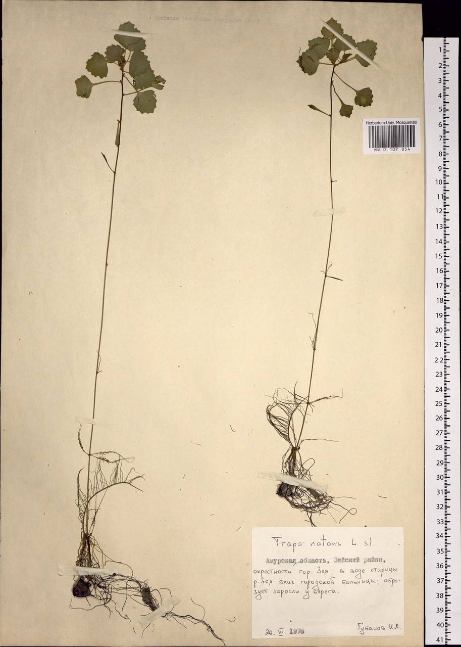 Trapa natans L., Siberia, Russian Far East (S6) (Russia)