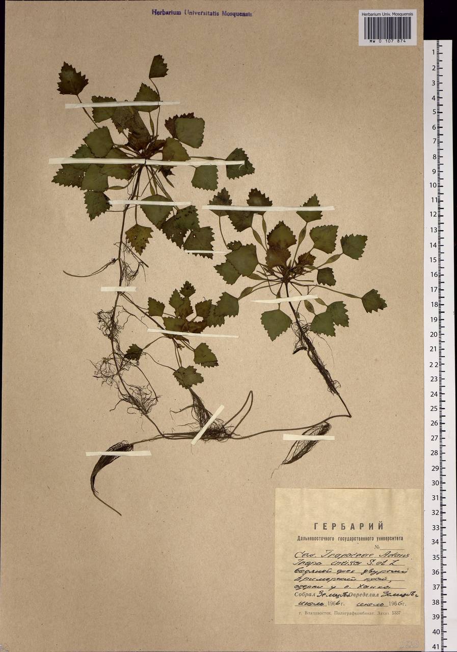 Trapa incisa Siebold & Zucc., Siberia, Russian Far East (S6) (Russia)
