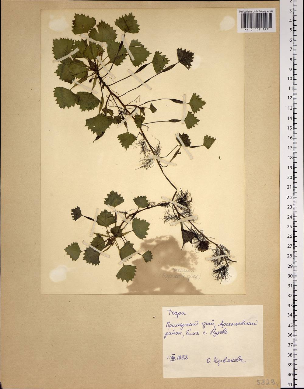 Trapa, Siberia, Russian Far East (S6) (Russia)