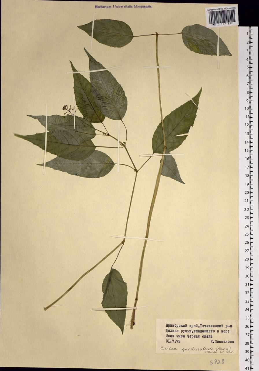 Circaea canadensis subsp. quadrisulcata (Maxim.) Boufford, Siberia, Russian Far East (S6) (Russia)