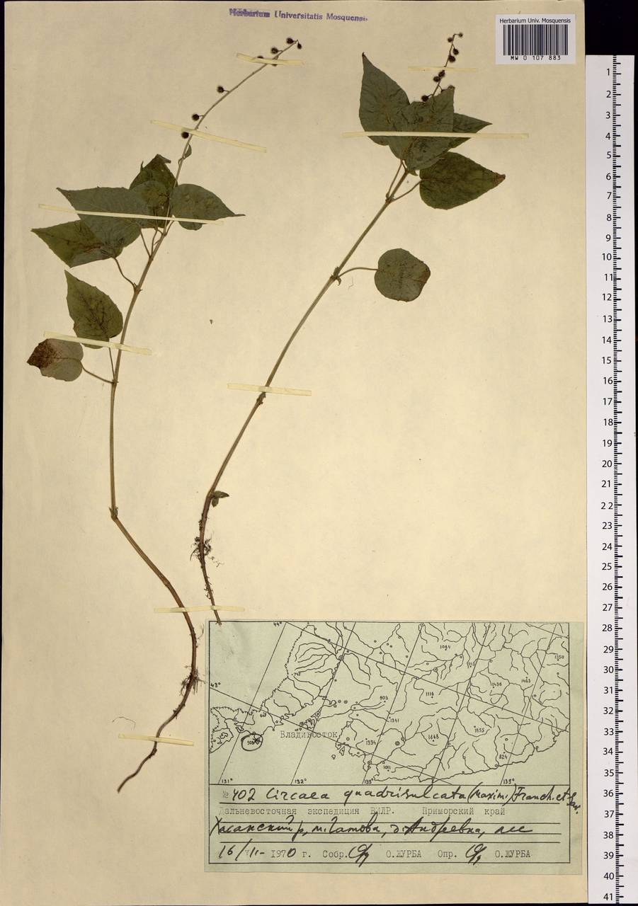 Circaea canadensis subsp. quadrisulcata (Maxim.) Boufford, Siberia, Russian Far East (S6) (Russia)