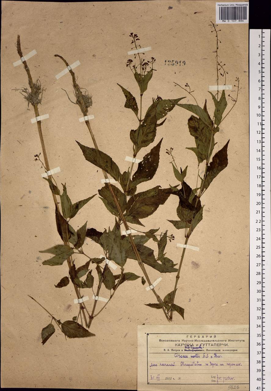 Circaea mollis Siebold & Zucc., Siberia, Russian Far East (S6) (Russia)