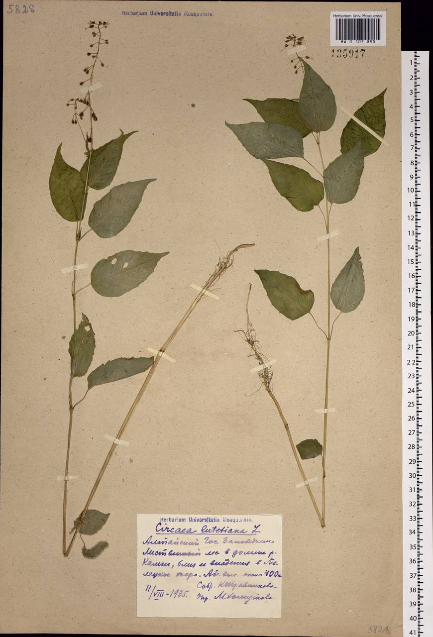 Circaea lutetiana L., Siberia, Altai & Sayany Mountains (S2) (Russia)