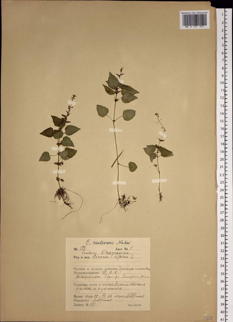 Circaea alpina subsp. caulescens (Kom.) Tatew., Siberia, Russian Far East (S6) (Russia)