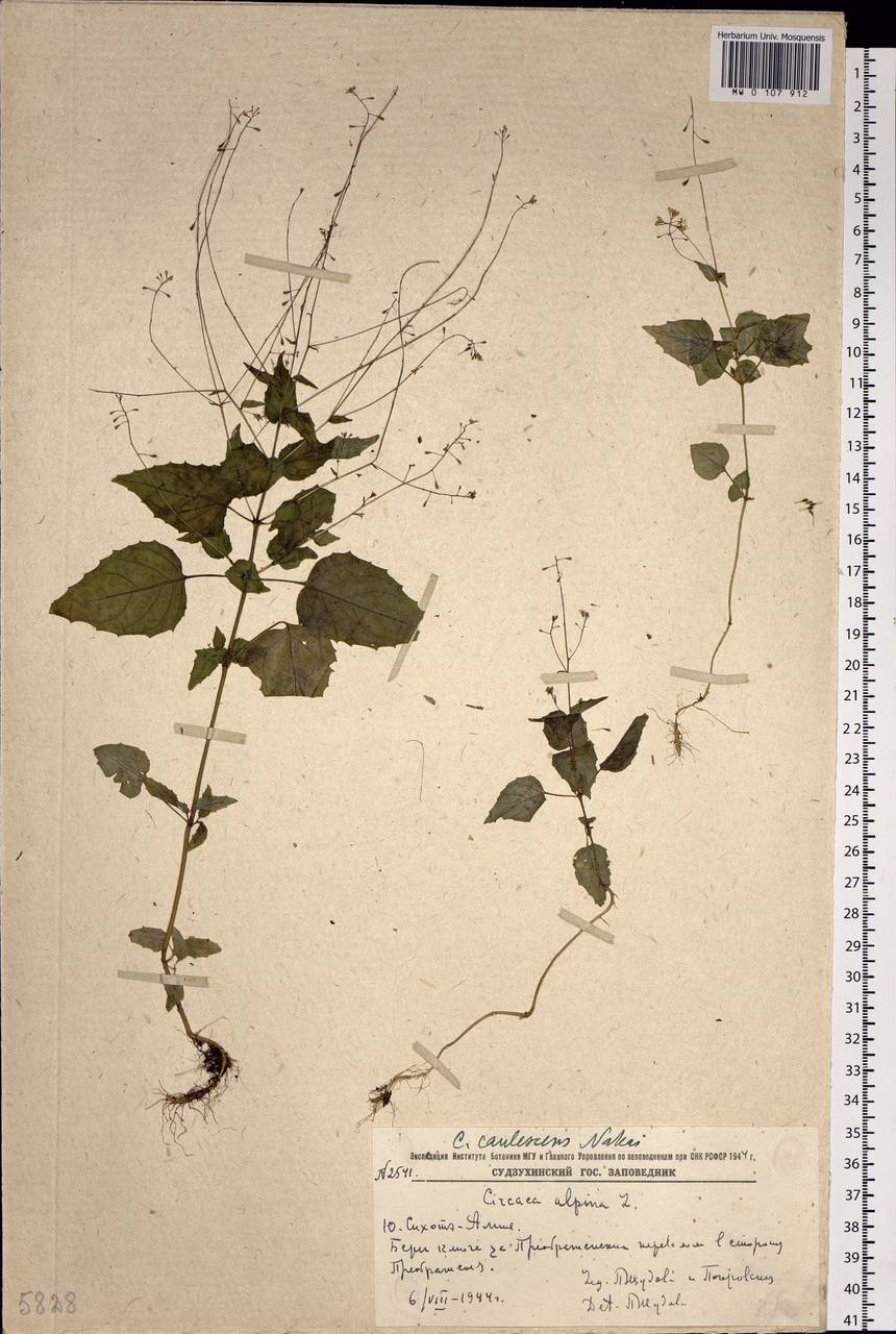 Circaea alpina subsp. caulescens (Kom.) Tatew., Siberia, Russian Far East (S6) (Russia)