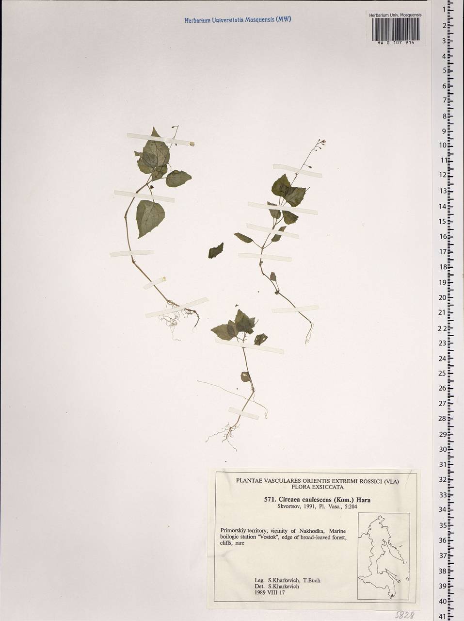 Circaea alpina subsp. caulescens (Kom.) Tatew., Siberia, Russian Far East (S6) (Russia)