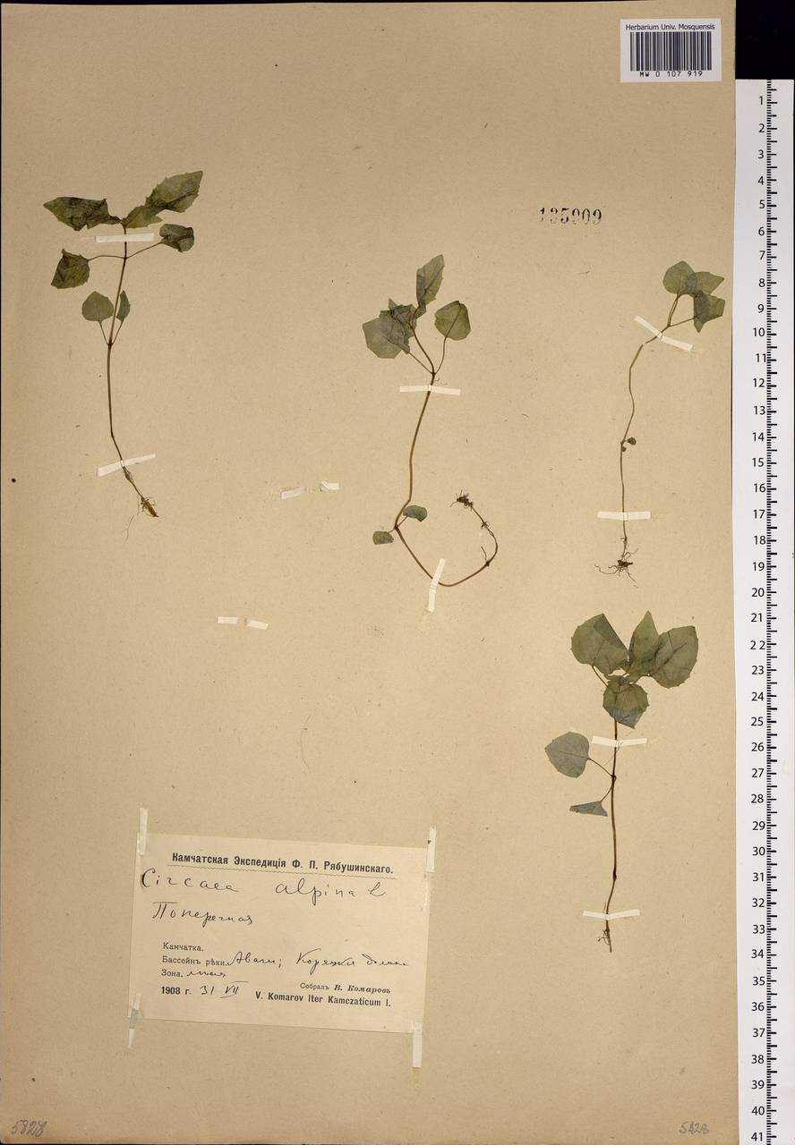 Circaea alpina L., Siberia, Chukotka & Kamchatka (S7) (Russia)