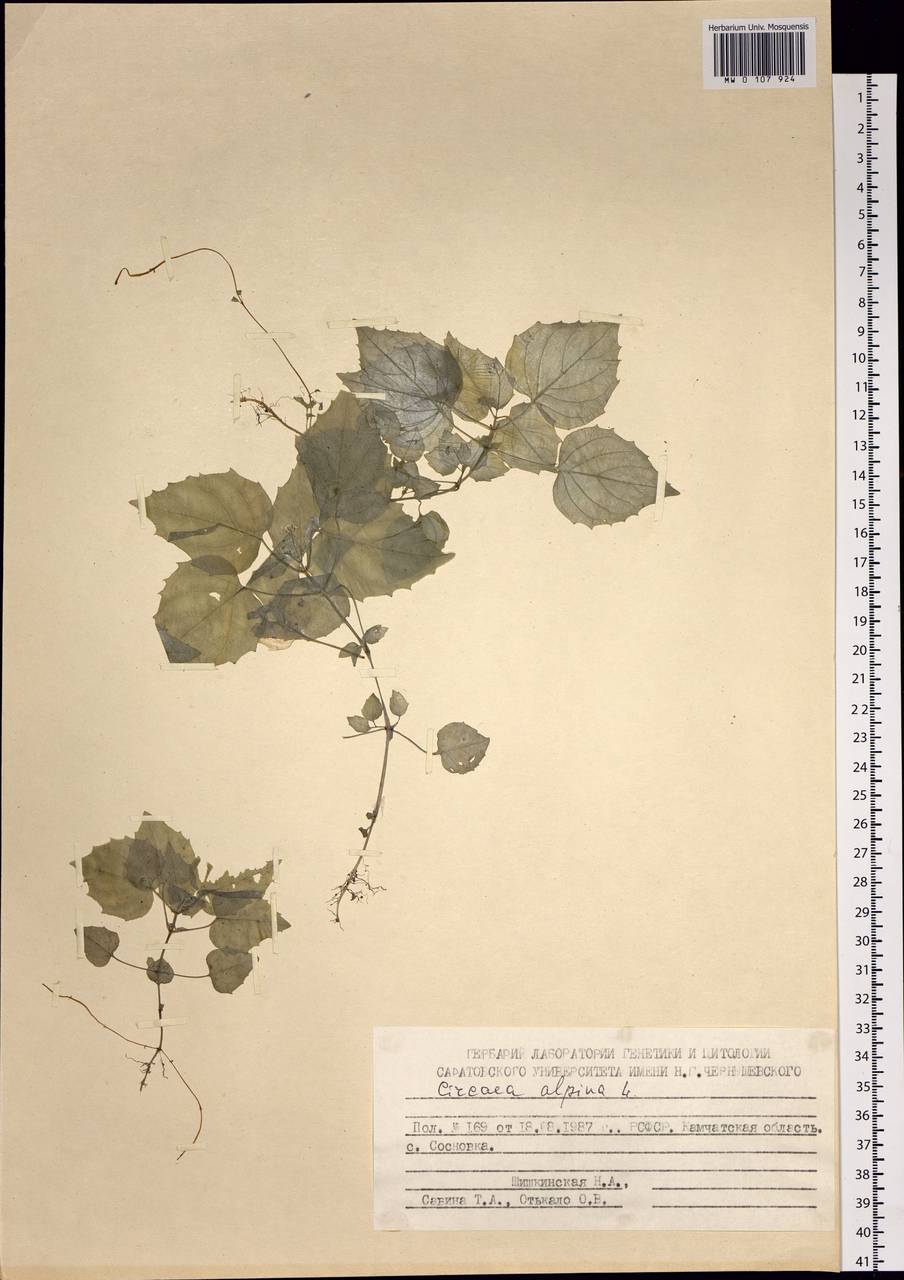 Circaea alpina L., Siberia, Chukotka & Kamchatka (S7) (Russia)