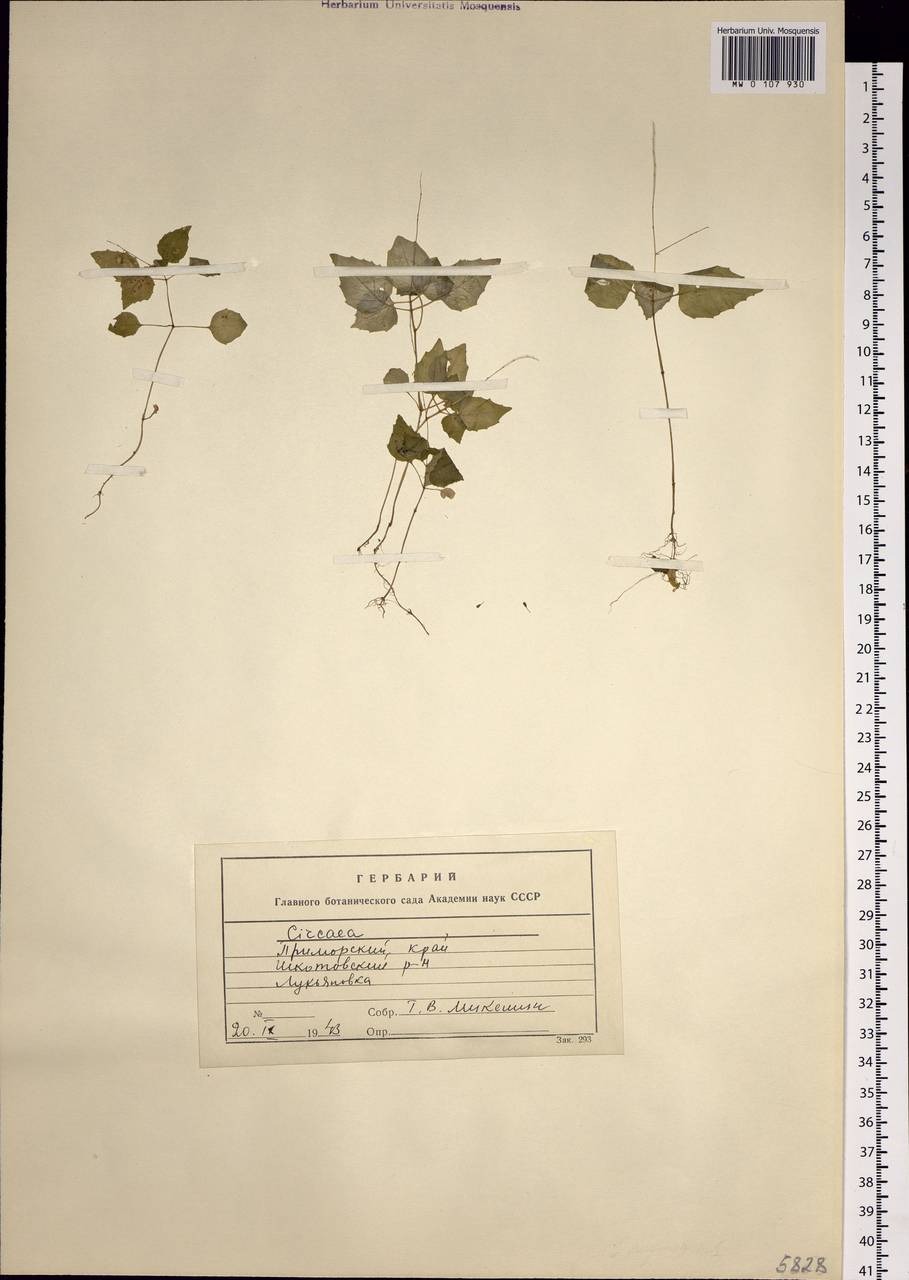 Circaea alpina L., Siberia, Russian Far East (S6) (Russia)