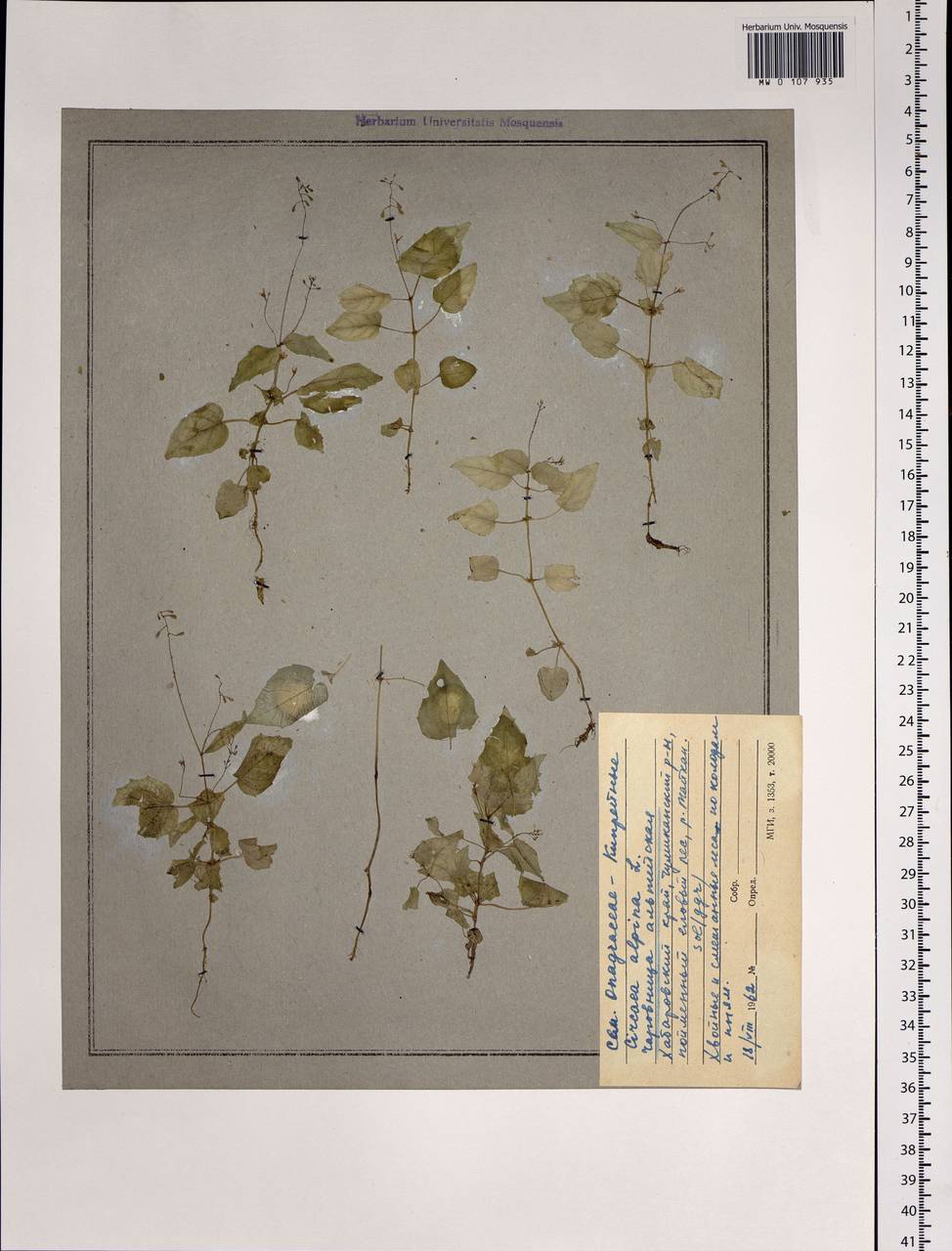 Circaea alpina L., Siberia, Russian Far East (S6) (Russia)