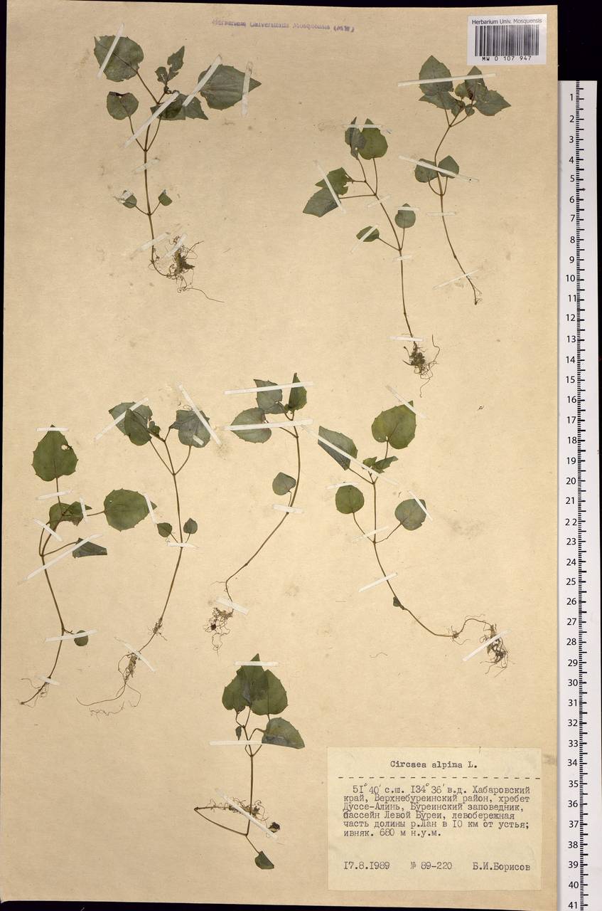 Circaea alpina L., Siberia, Russian Far East (S6) (Russia)