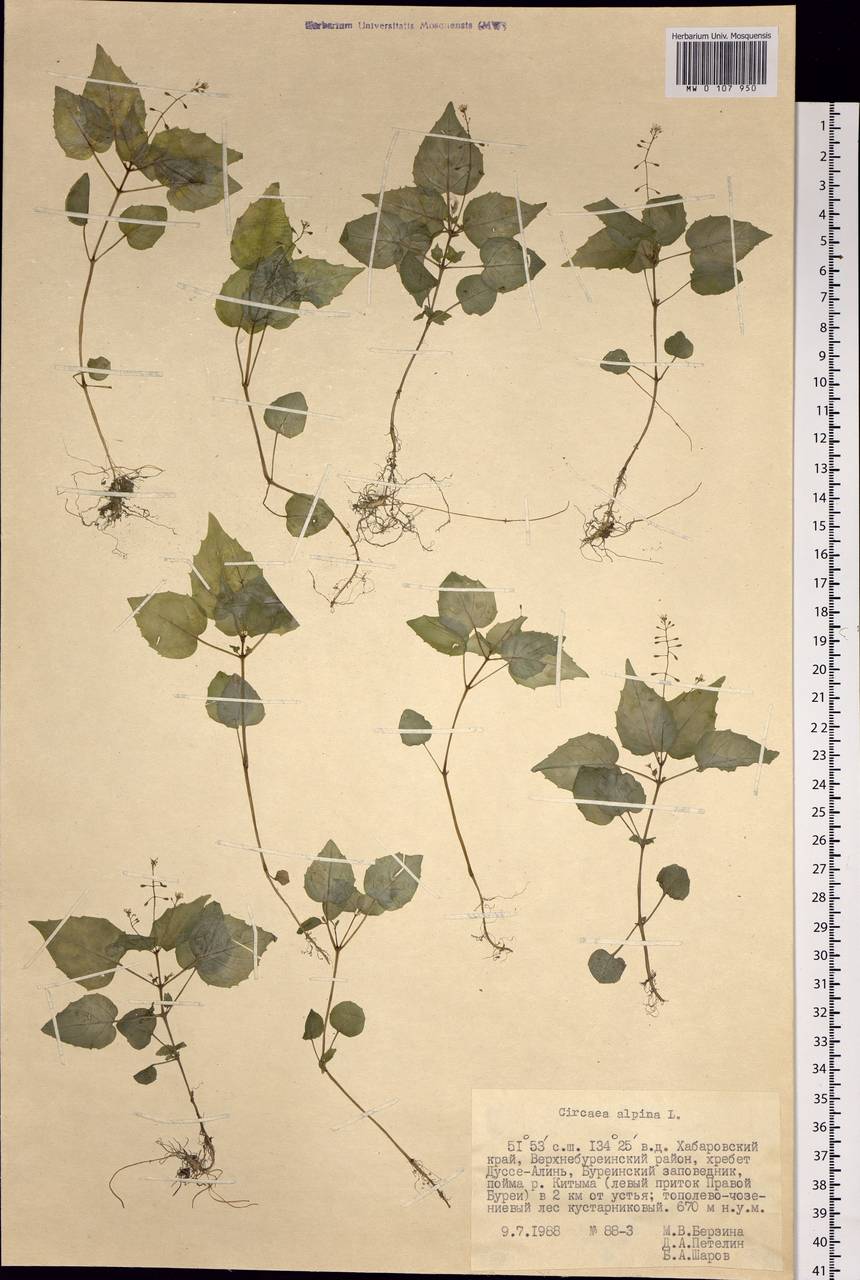 Circaea alpina L., Siberia, Russian Far East (S6) (Russia)