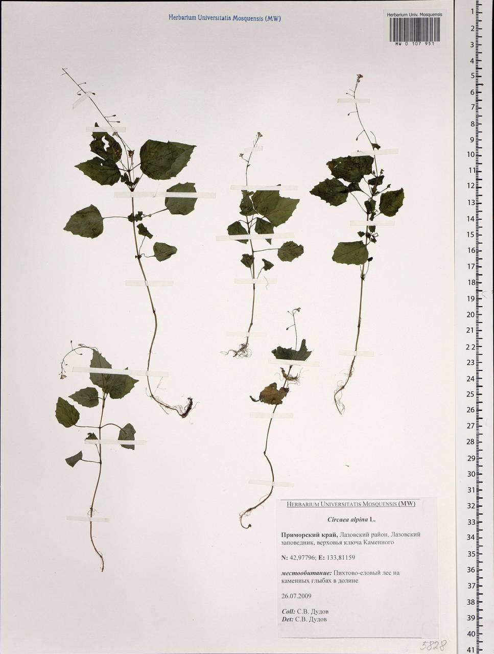 Circaea alpina L., Siberia, Russian Far East (S6) (Russia)