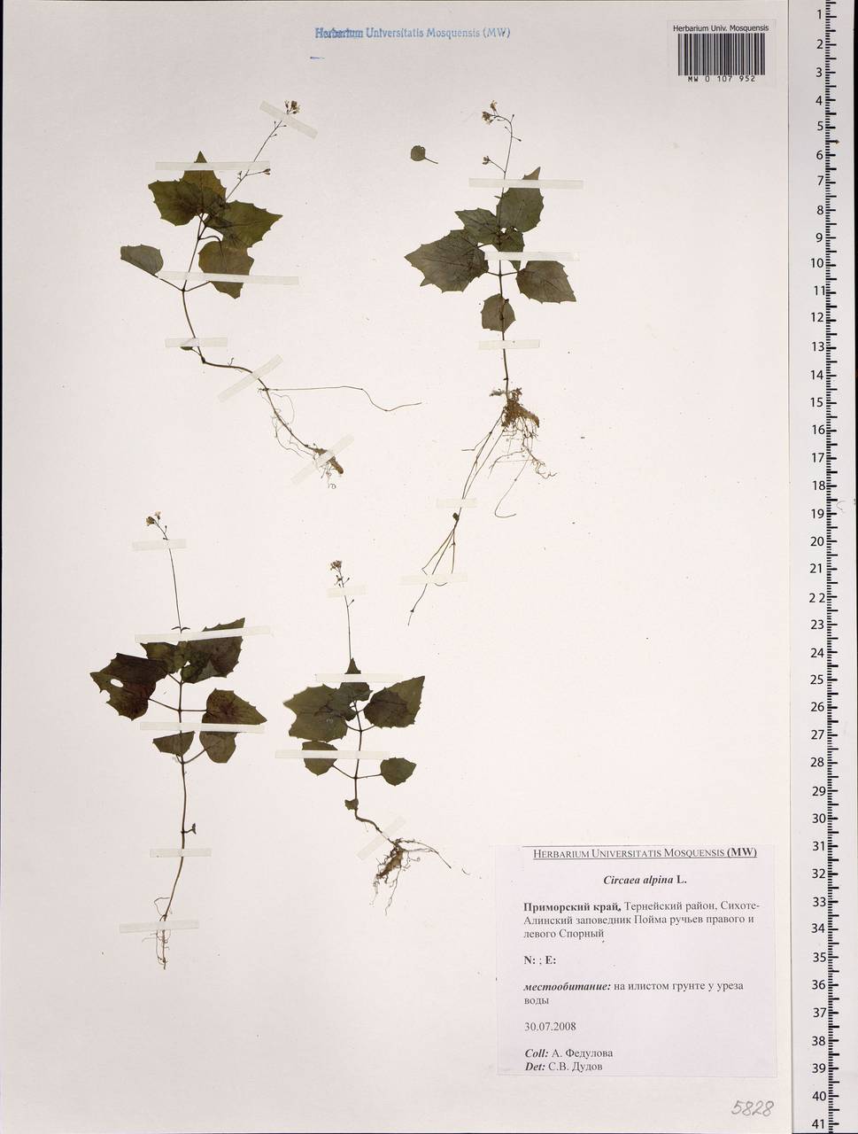 Circaea alpina L., Siberia, Russian Far East (S6) (Russia)