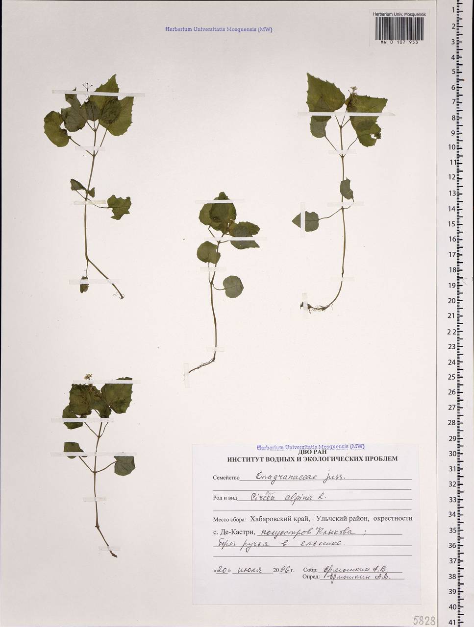 Circaea alpina L., Siberia, Russian Far East (S6) (Russia)