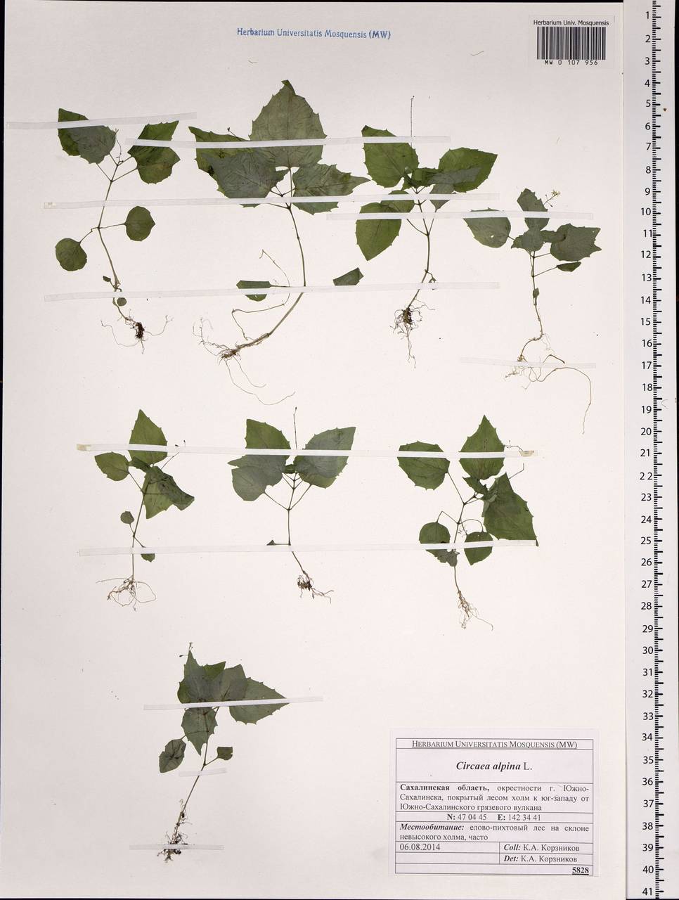 Circaea alpina L., Siberia, Russian Far East (S6) (Russia)