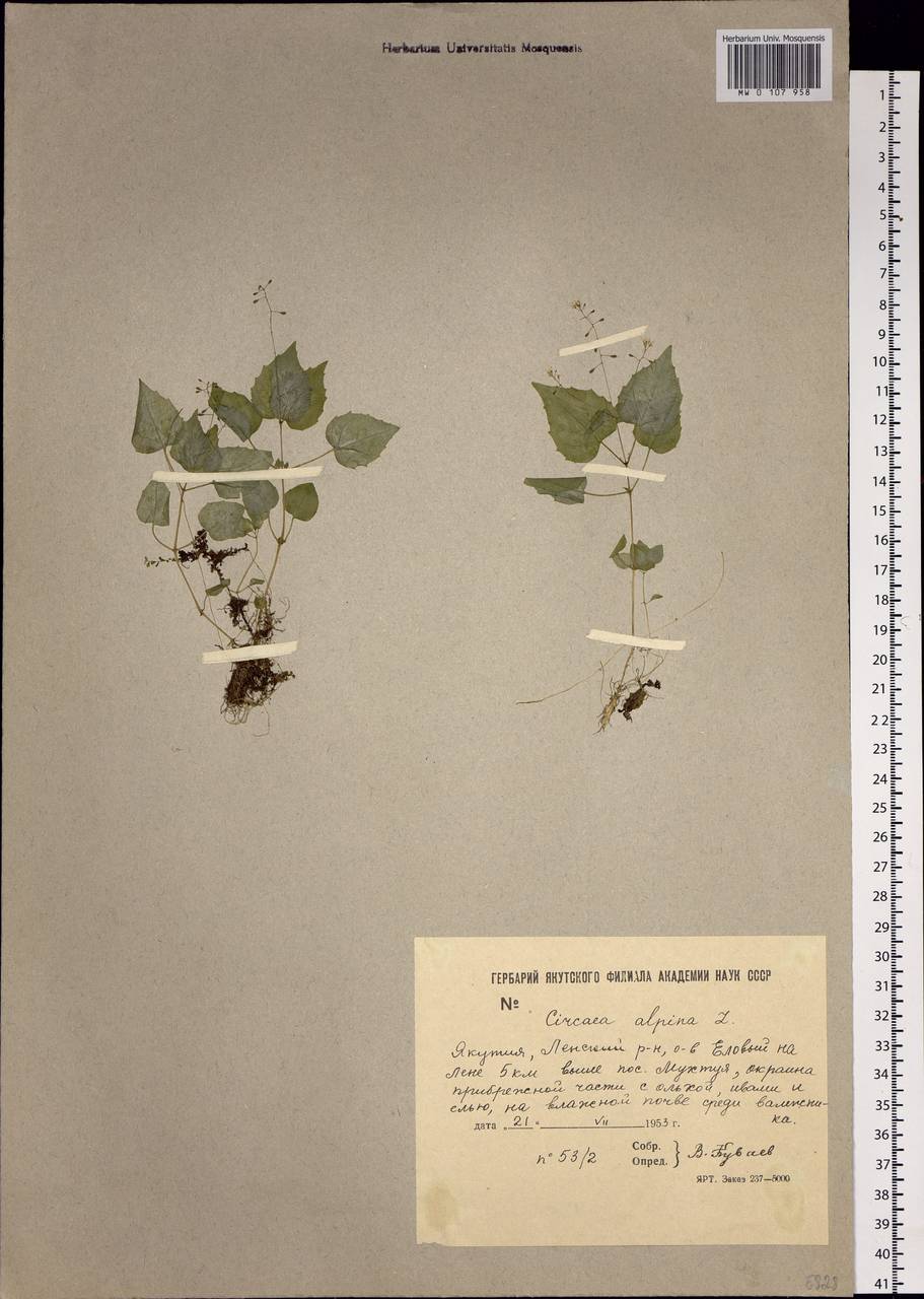 Circaea alpina L., Siberia, Yakutia (S5) (Russia)