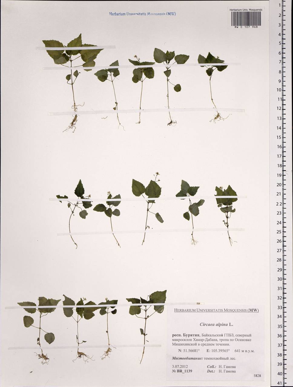Circaea alpina L., Siberia, Baikal & Transbaikal region (S4) (Russia)