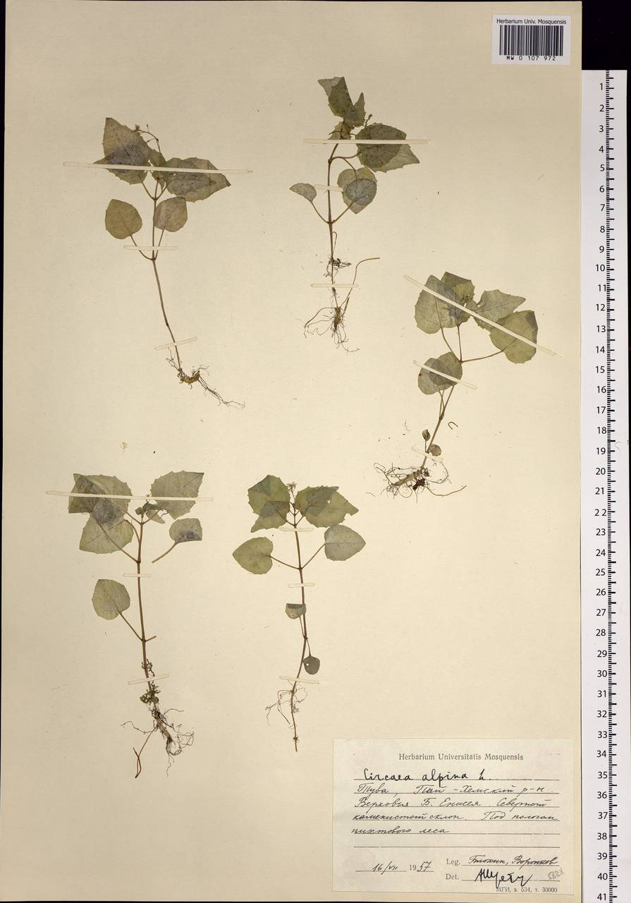 Circaea alpina L., Siberia, Altai & Sayany Mountains (S2) (Russia)