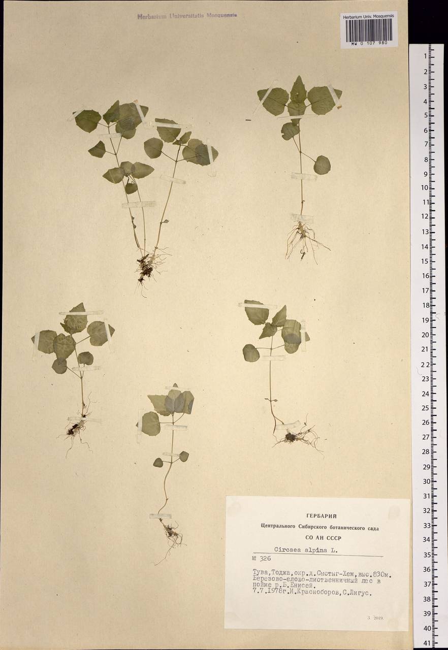 Circaea alpina L., Siberia, Altai & Sayany Mountains (S2) (Russia)