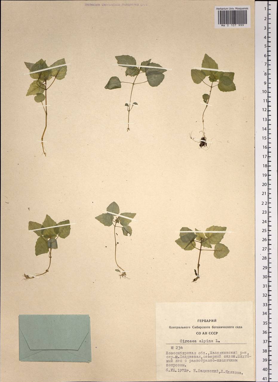 Circaea alpina L., Siberia, Western Siberia (S1) (Russia)