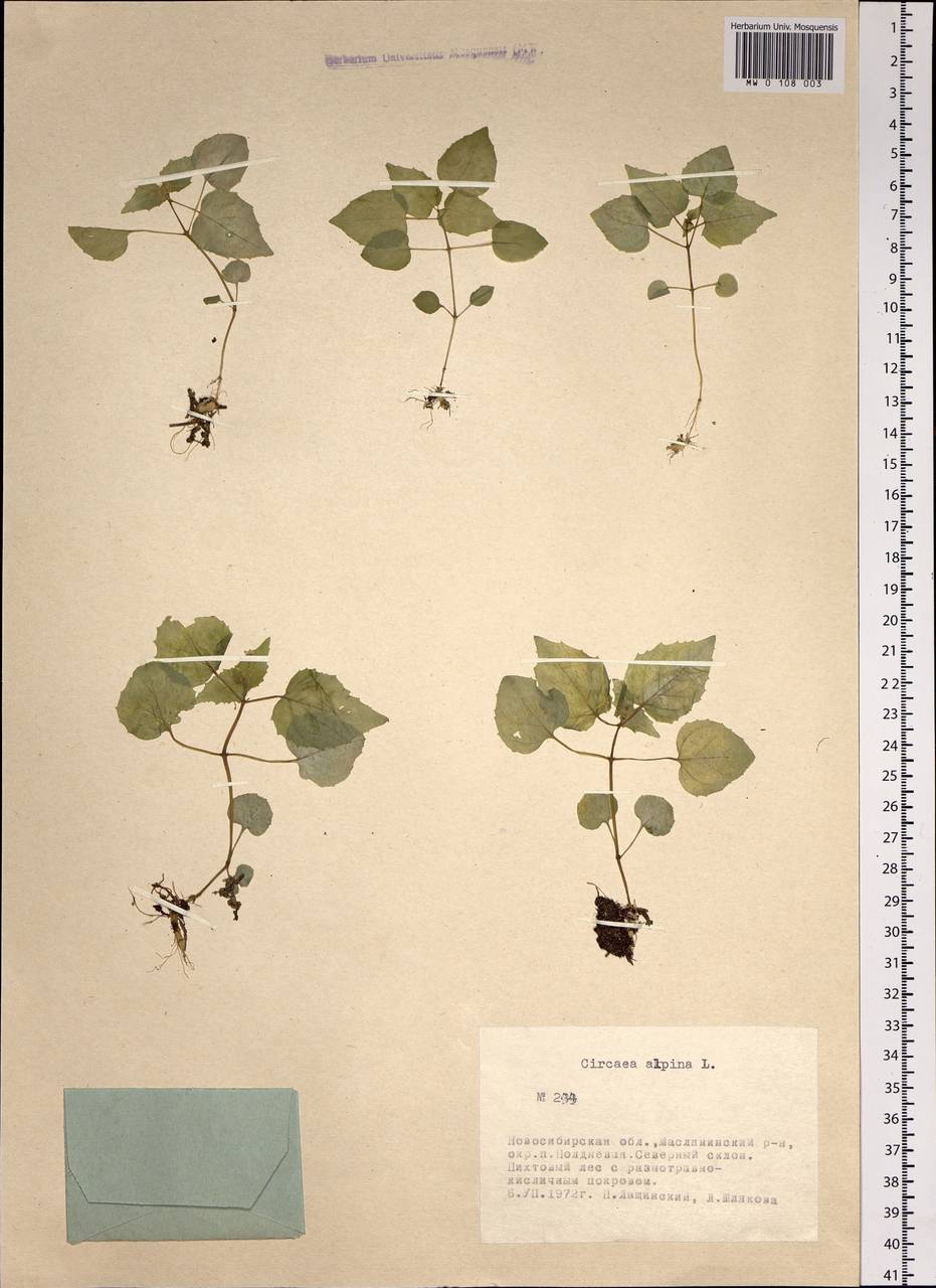 Circaea alpina L., Siberia, Western Siberia (S1) (Russia)