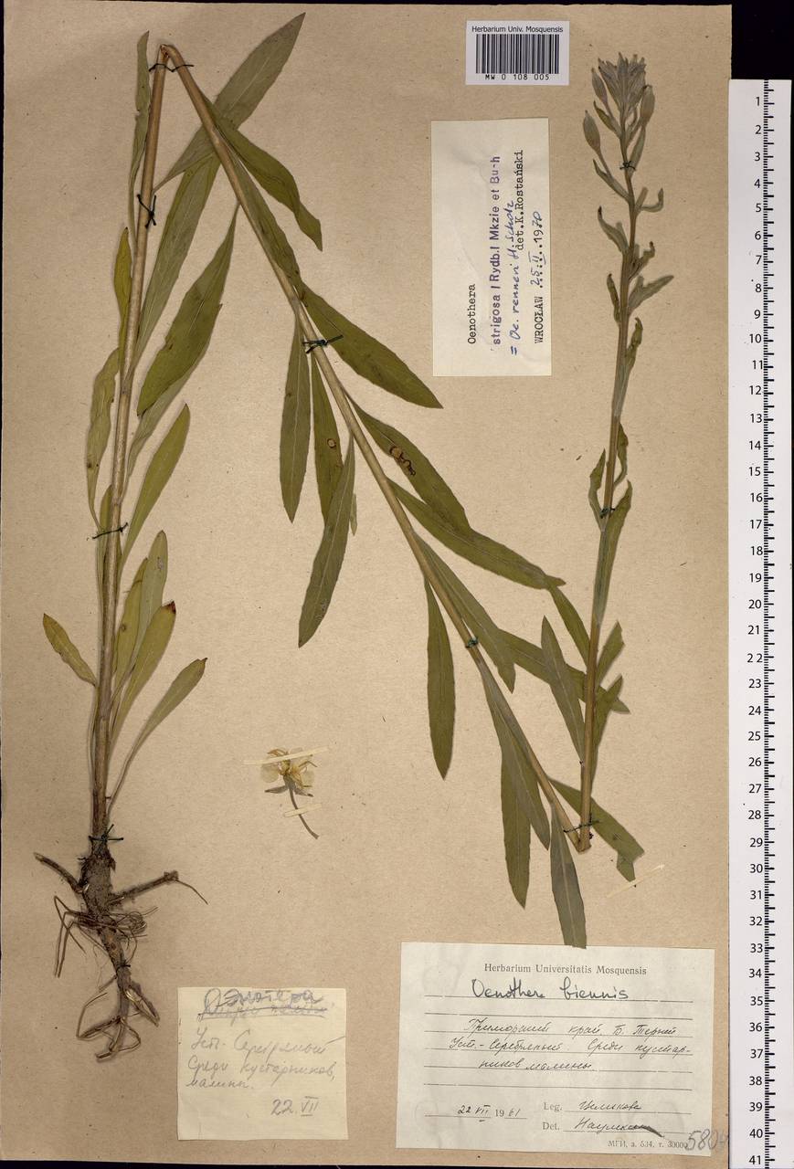 Oenothera villosa subsp. strigosa (Rydb.) W. Dietr. & P. H. Raven, Siberia, Russian Far East (S6) (Russia)