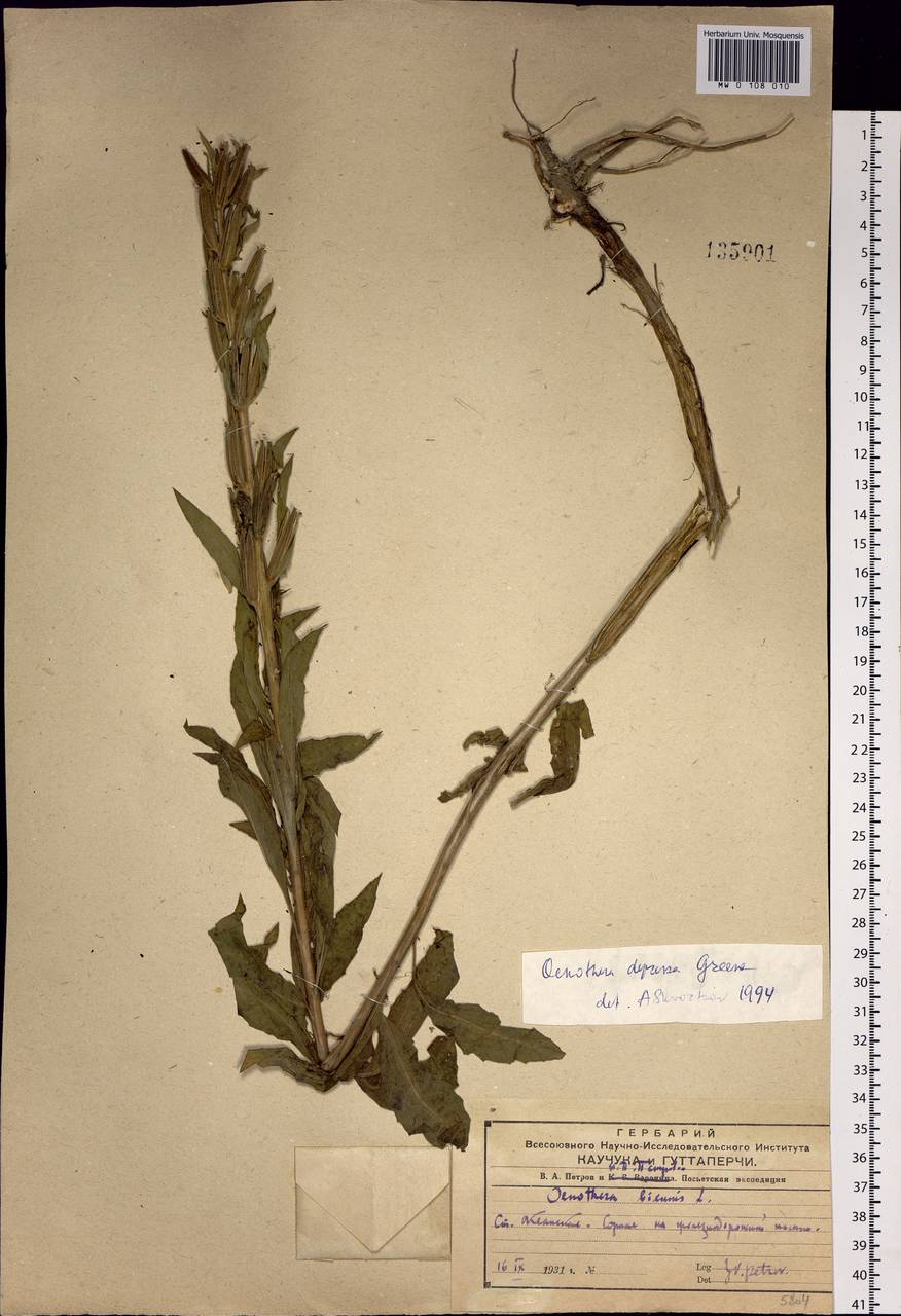 Oenothera villosa subsp. villosa, Siberia, Russian Far East (S6) (Russia)