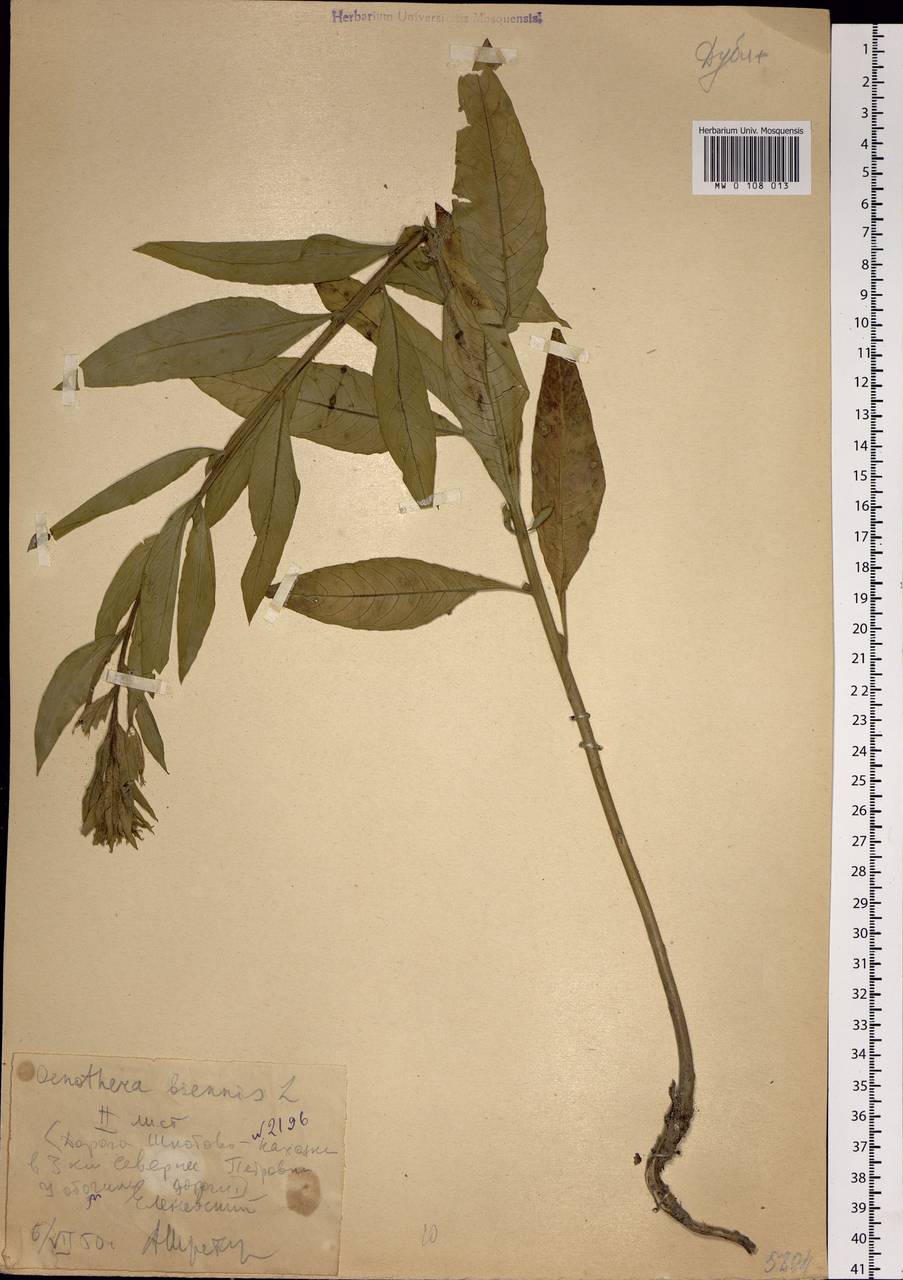 Oenothera biennis L., Siberia, Russian Far East (S6) (Russia)