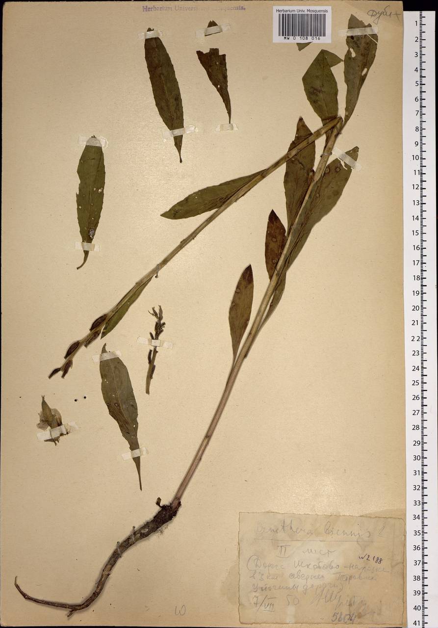 Oenothera biennis L., Siberia, Russian Far East (S6) (Russia)