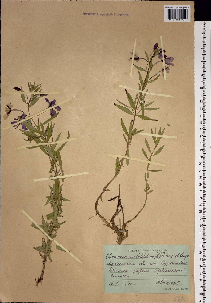 Chamaenerion latifolium (L.) Sweet, Siberia, Chukotka & Kamchatka (S7) (Russia)