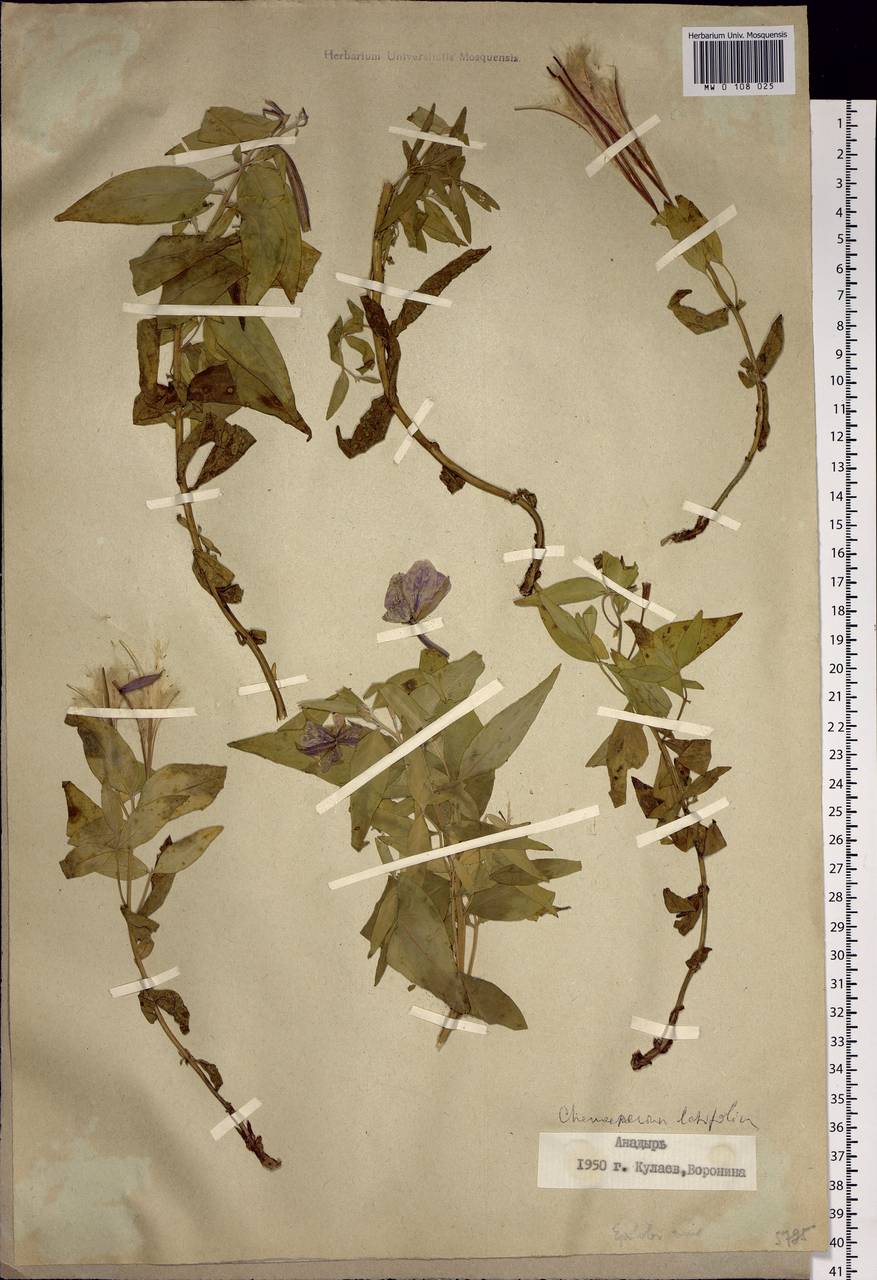 Chamaenerion latifolium (L.) Sweet, Siberia, Chukotka & Kamchatka (S7) (Russia)