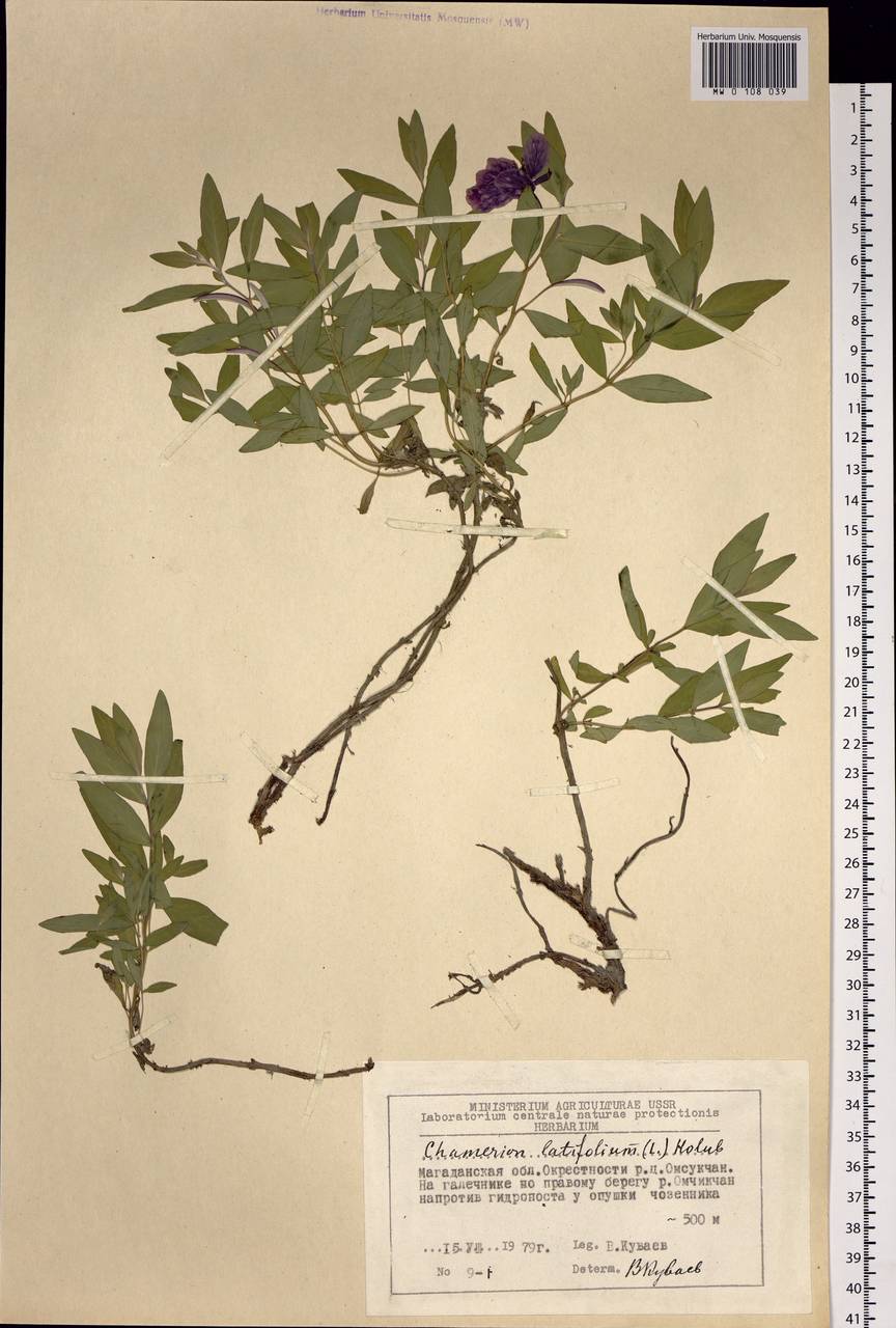 Chamaenerion latifolium (L.) Sweet, Siberia, Chukotka & Kamchatka (S7) (Russia)