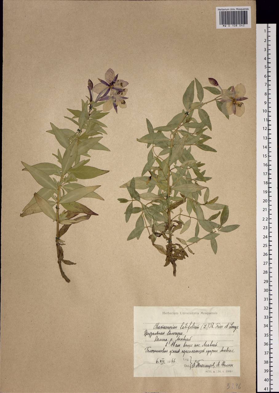 Chamaenerion latifolium (L.) Sweet, Siberia, Chukotka & Kamchatka (S7) (Russia)