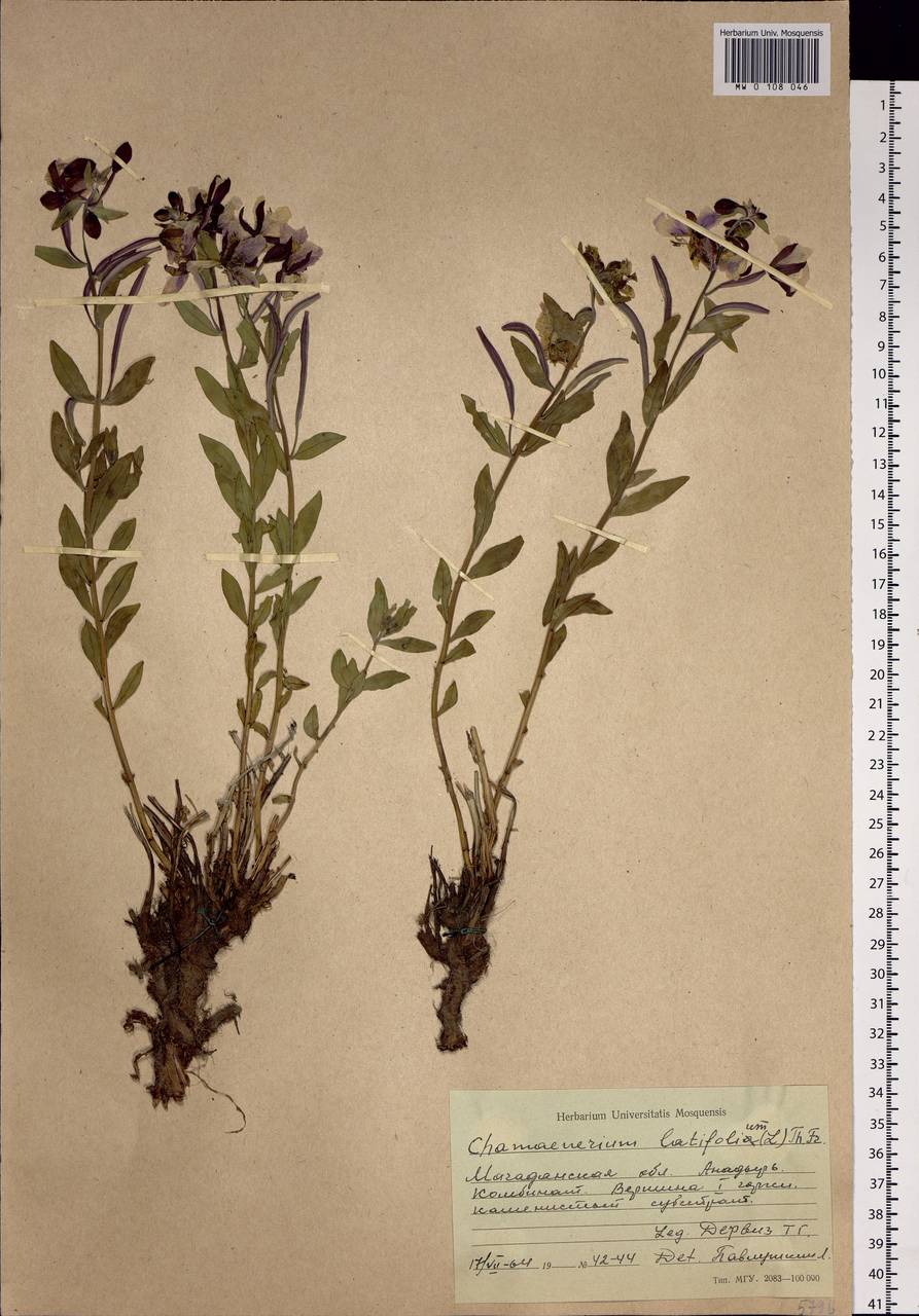 Chamaenerion latifolium (L.) Sweet, Siberia, Chukotka & Kamchatka (S7) (Russia)
