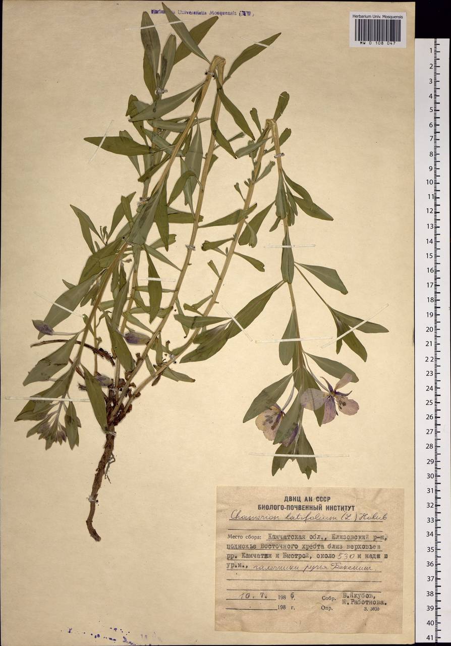 Chamaenerion latifolium (L.) Sweet, Siberia, Chukotka & Kamchatka (S7) (Russia)