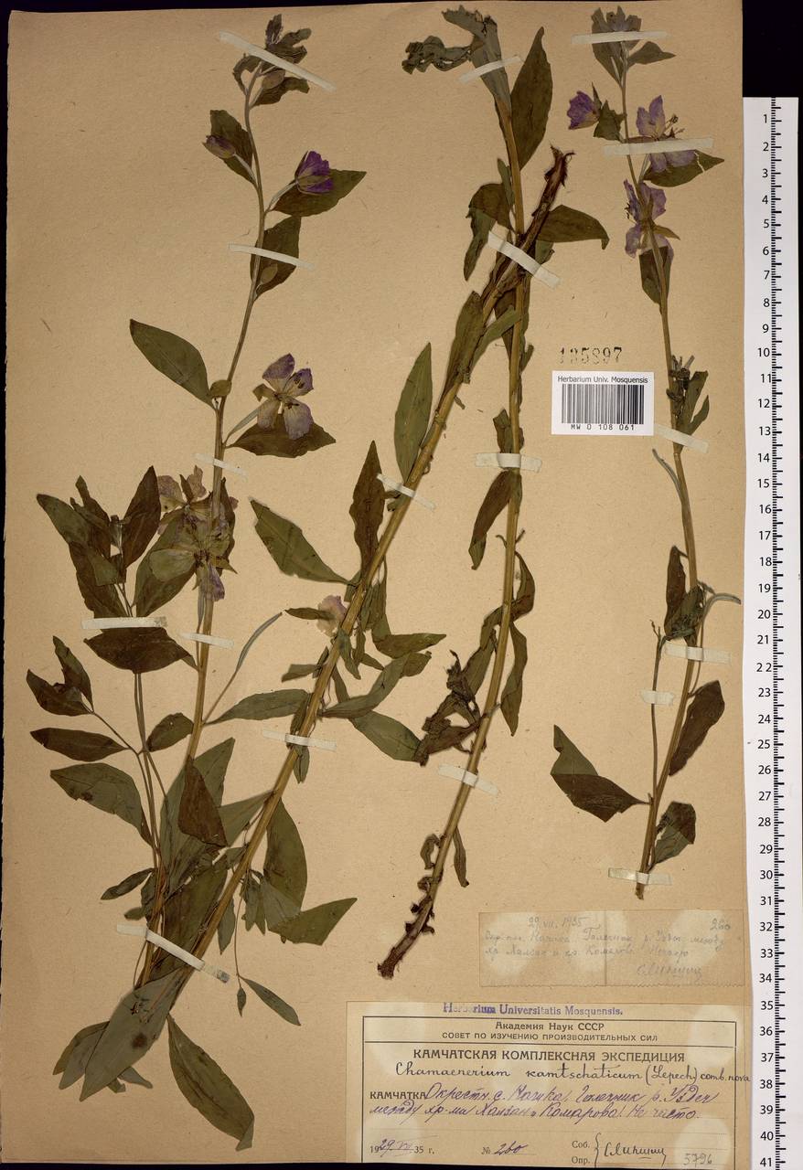 Chamaenerion latifolium (L.) Sweet, Siberia, Chukotka & Kamchatka (S7) (Russia)