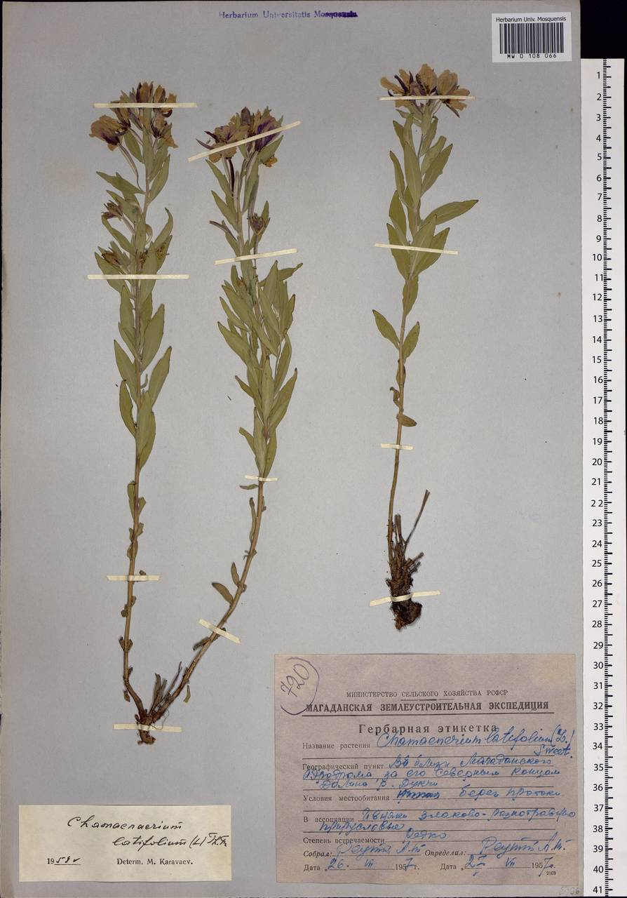 Chamaenerion latifolium (L.) Sweet, Siberia, Chukotka & Kamchatka (S7) (Russia)