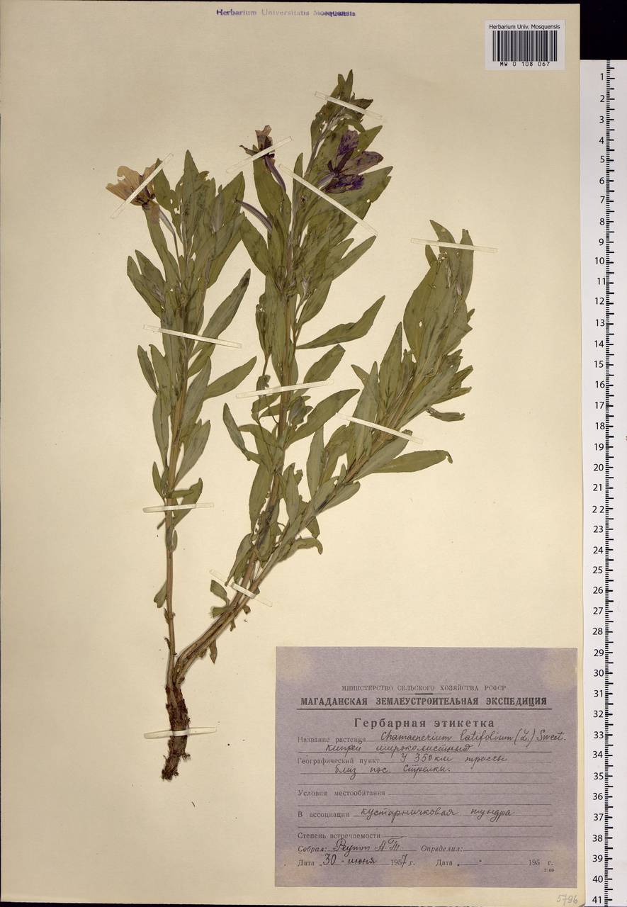 Chamaenerion latifolium (L.) Sweet, Siberia, Chukotka & Kamchatka (S7) (Russia)