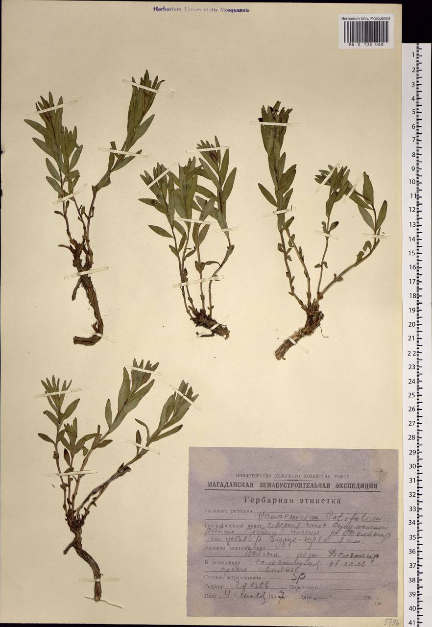 Chamaenerion latifolium (L.) Sweet, Siberia, Chukotka & Kamchatka (S7) (Russia)