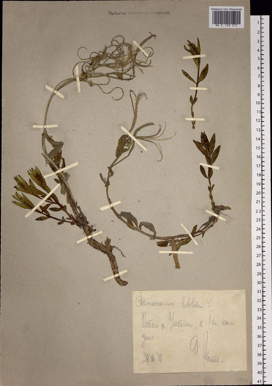 Chamaenerion latifolium (L.) Sweet, Siberia, Chukotka & Kamchatka (S7) (Russia)
