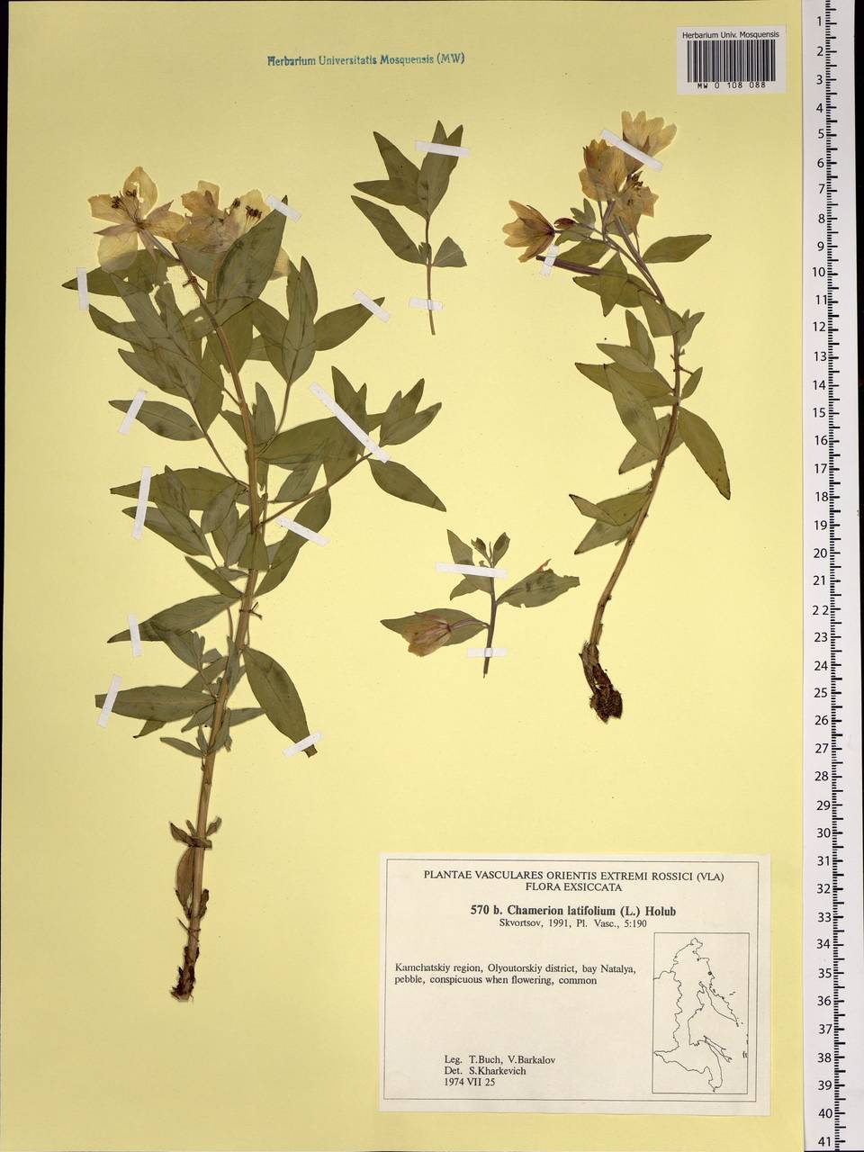 Chamaenerion latifolium (L.) Sweet, Siberia, Chukotka & Kamchatka (S7) (Russia)