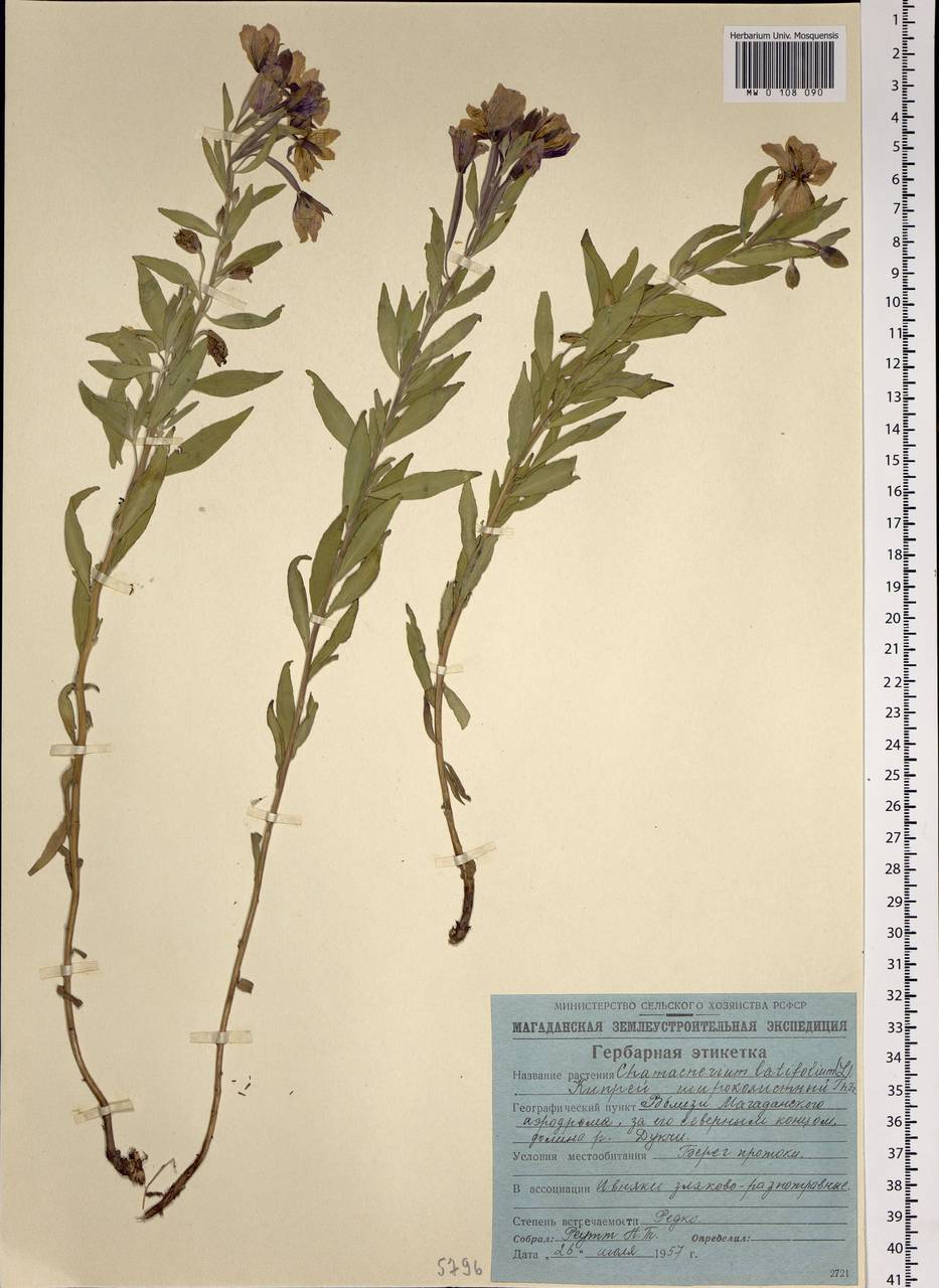 Chamaenerion latifolium (L.) Sweet, Siberia, Chukotka & Kamchatka (S7) (Russia)