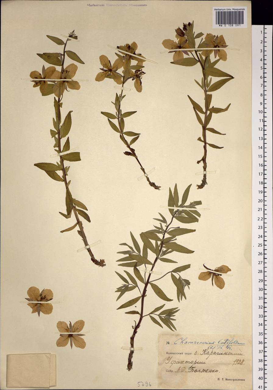 Chamaenerion latifolium (L.) Sweet, Siberia, Chukotka & Kamchatka (S7) (Russia)