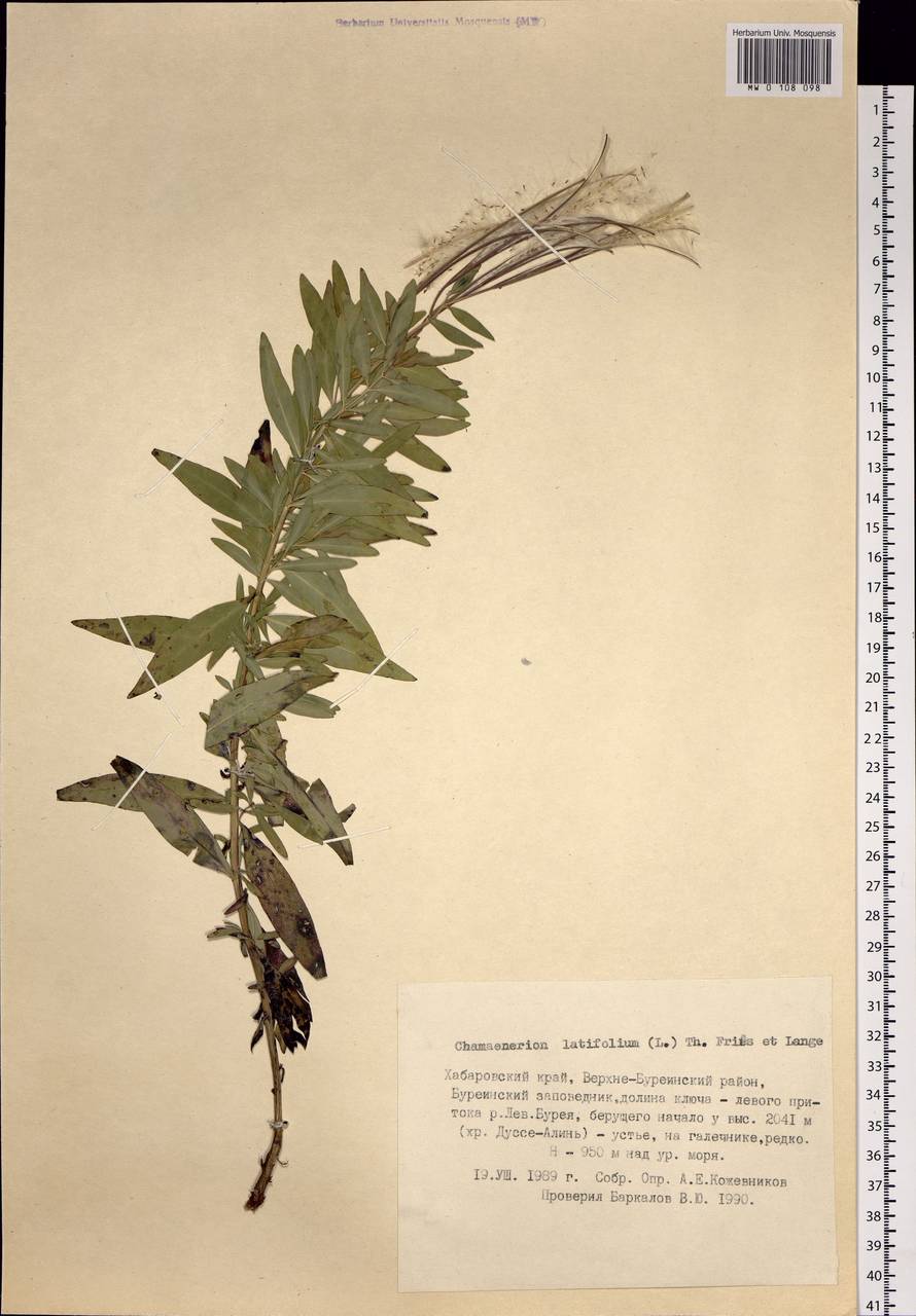 Chamaenerion latifolium (L.) Sweet, Siberia, Russian Far East (S6) (Russia)